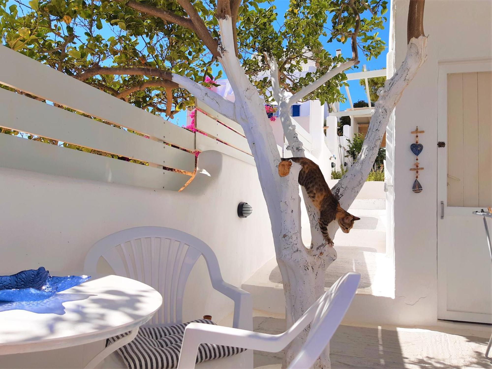 Lemon Tree Maisonette - Naoussa Paros Esterno foto